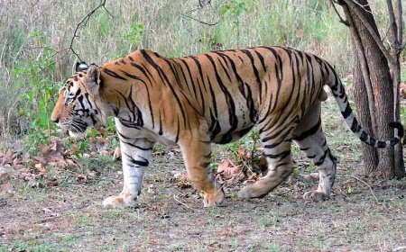 കടുവ ഭീതി ഒഴിയാതെ വയനാട്; മാനന്തവാടിയില് പശുക്കിടാവിനെ ആക്രമിച്ചു കൊന്നു