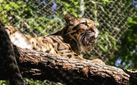 മേഘപ്പുലി പുറത്തുചാടി, മൃഗശാല അടച്ചു