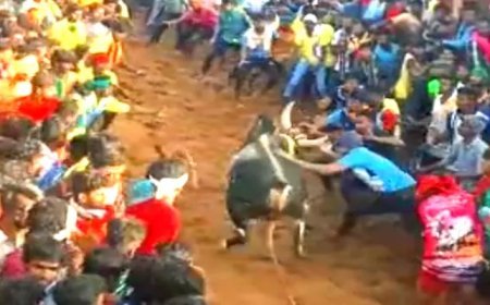 ராசிபுரம்: அனுமதியின்றி நடைபெற்ற ஜல்லிக்கட்டு – மின்வேலியில் சிக்கி உயிரிழந்த காளை