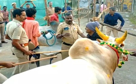 மதுரை: கால்ல கூட விழுறேன் என் காளைய அவுக்க விடுங்க! கெஞ்சிய இளைஞர் - காரணம் என்ன?