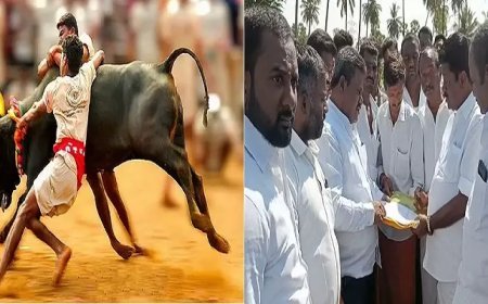 தாராமங்கலம்: 500 காளைகளுடன் முதல் முறையாக நடத்தப்படவிருக்கும் ஜல்லிக்கட்டு போட்டிகள்!