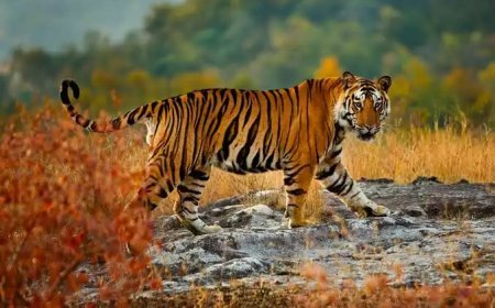 മാനന്തവാടിയിൽ വീണ്ടും കടുവയെത്തി; പിടികൂടാൻ കൂട് സ്ഥാപിച്ച് വനംവകുപ്പ്