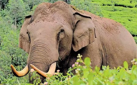 മൂന്നാറിൽ ശാന്തനായി നിന്ന പടയപ്പയെ പ്രകോപിപ്പിച്ച് ജീപ്പ് ഡ്രൈവർമാർ