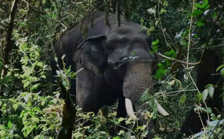 ഭീതി പരത്തി പി ടി 7 വീണ്ടും ജനവാസ മേഖലയിൽ; വീടിന്റെ മതിൽ തകർത്തു