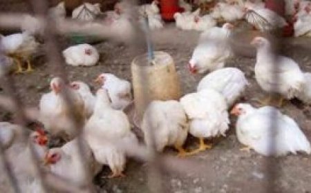 പത്തനംതിട്ട നെടുമ്പ്രത്ത് പക്ഷിപ്പനി സ്ഥിരീകരിച്ചു: ഒരു കിലോമീറ്റര് ചുറ്റളവിലുള്ള കോഴികളെ കൊന്നൊടുക്കും