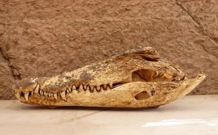 മാലിന്യക്കൂമ്പാരത്തിനടിയിൽ നിന്നും കണ്ടെത്തിയത് നൂറ്റാണ്ടുകൾ പഴക്കമുളള മുതലകളുടെ മമ്മികൾ!