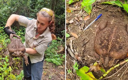 കണ്ടെത്തിയത് ലോകത്തിലെ ഏറ്റവും ഭാരം കൂടിയ തവളയെ; ദയാവധവും നടത്തി
