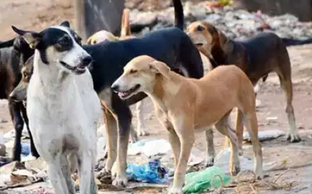 കൂരാച്ചുണ്ടിൽ തെരുവുനായ്ക്കളുടെ ആക്രമണം: വിദ്യാർത്ഥിക്ക് പരിക്ക്