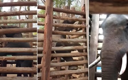 ധോണിയ്ക്ക് ഇനി കുങ്കി ട്രെയ്നിംഗ്; ഇന്നുമുതല് ഭക്ഷണം നല്കും; പ്രത്യേക പാപ്പാനേയും കുക്കിനേയും നിയമിക്കും