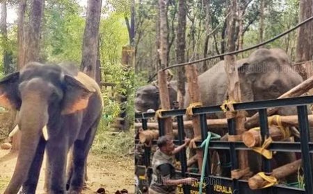 ശബരിമല വനത്തില് നിന്നും കിട്ടിയ കാട്ടാനക്കുട്ടി, പി.ടി സെവനെ പൂട്ടിയ കോന്നി സുരേന്ദ്രന്