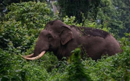 ധോണിയില് വീണ്ടും കാട്ടാനയിറങ്ങി