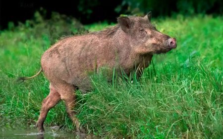 കാട്ടുപന്നികളും കാട്ടാനകളും കുറയുന്നു; വനം വകുപ്പിന്റെ കണക്ക് പുറത്ത്