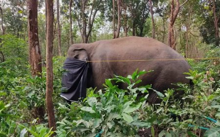 'ധോണി'യുടെ ശരീരത്തില് 15-ഓളം പെല്ലെറ്റുകള്; നാടന് തോക്കുകളില് നിന്നെന്ന് സംശയം