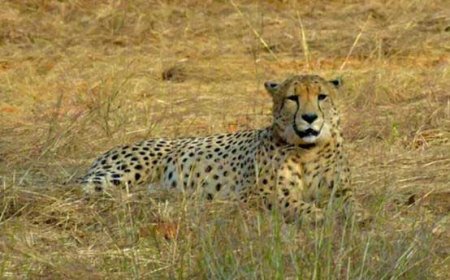 ഇന്ത്യയിലേക്ക് ദക്ഷിണാഫ്രിക്കയിൽ നിന്ന് പന്ത്രണ്ട് ചീറ്റകൾ കൂടി