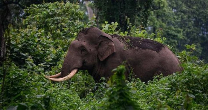 ധോണിയില്‍ വീണ്ടും കാട്ടാനയിറങ്ങി