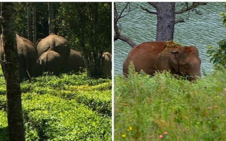 ധോണിയിൽ കാട്ടാന ശല്യം തുടരുന്നു,രാത്രിയിൽ കാട്ടാനക്കൂട്ടം ജനവാസ മേഖലയിൽ,ശാശ്വത പരിഹാരം വേണമെന്നാവശ്യം
