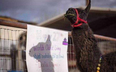 മെക്സിക്കോയിൽ 27-ാം ജന്മദിനം ആഘോഷിച്ച് ലോകത്തിലെ ഏറ്റവും പ്രായം കൂടിയ ലാമ