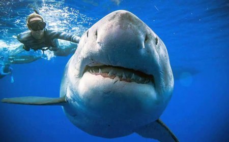 ഡോള്‍ഫിനുകള്‍ക്കൊപ്പം നീന്താന്‍ നദിയില്‍ ചാടി; സ്രാവിന്‍റെ ആക്രമണത്തില്‍ പെണ്‍കുട്ടി കൊല്ലപ്പെട്ടു 