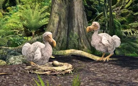 350 വര്‍ഷങ്ങള്‍ക്ക് മുമ്പ് വംശനാശം; ഡോഡോയെ പുനരവതരിപ്പിക്കാനൊരുങ്ങി ഗവേഷകർ