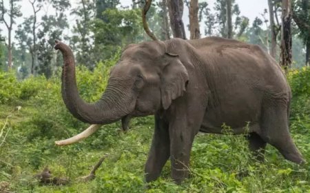 ഇടുക്കി കാട്ടാന ശല്യം; വനംവകുപ്പ് വിളിച്ച ഉന്നതതല യോഗം ഇന്ന്