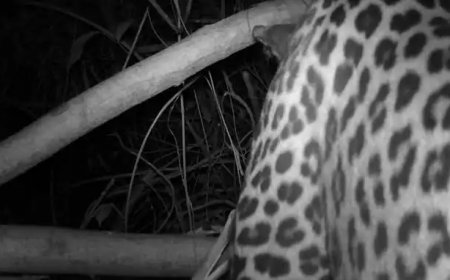 പശുക്കിടാവിനെ കൊന്നത് പുലിയെന്ന് സ്ഥിരീകരണം; വനംവകുപ്പിന്റെ ക്യാമറയിൽ പതിഞ്ഞു