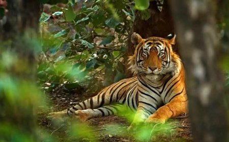 വയനാട്ടില് കടുവക്കുട്ടി ചത്ത സംഭവം; വനംവകുപ്പ് ചോദ്യംചെയ്ത പ്രദേശവാസി തൂങ്ങിമരിച്ച നിലയിൽ