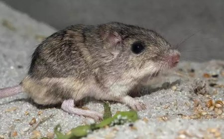 ലോകത്തിലെ ഏറ്റവും പ്രായം കൂടിയ എലി; വേൾഡ് റെക്കോർഡ് ഇനി പാറ്റിന് സ്വന്തം