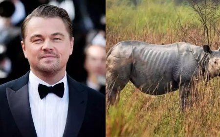 ഒറ്റക്കൊമ്പൻ കാണ്ടാമൃഗങ്ങളുടെ സംരക്ഷണം; അസം സർക്കാരിനെ അഭിനന്ദിച്ച് ഡികാപ്രിയോ