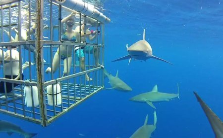 സ്രാവുകളുടെ നിലനിൽപ്പിന് ഭീഷണി; ഷാര്‍ക്ക് ടൂറിസം നിരോധിച്ച് മെക്‌സിക്കോ സർക്കാർ