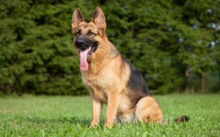 മോഷണക്കേസ് അന്വേഷിക്കാനെത്തിയ പോലീസ് നായയുടെ തലയിൽ തേങ്ങ ‘വീണു’