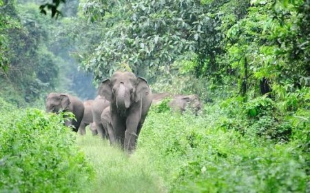 ധോണിയിൽ വീണ്ടും കാട്ടാനക്കൂട്ടമിറങ്ങി; ഫോൺ എടുക്കാതെ വനം വകുപ്പ്