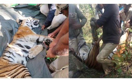 ഒരു കുടുംബത്തിലെ രണ്ടുപേരെ കൊന്ന കടുവയെ പിടികൂടി