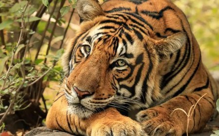 കർണാടകയിൽ രണ്ട് പേരെ കൊന്ന കടുവയെ വനംവകുപ്പ് പിടികൂടി