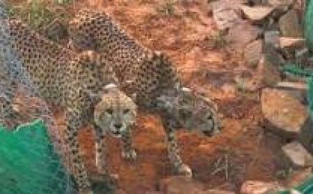 ആഫ്രിക്കയിൽ നിന്ന് 12 ചീറ്റകൾ കൂടി നാളെ എത്തും