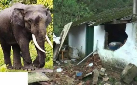 ഇടുക്കിയിൽ വീണ്ടും അരിക്കൊമ്പന്റെ ആക്രമണം; വീടും കൃഷിയും നശിപ്പിച്ചു