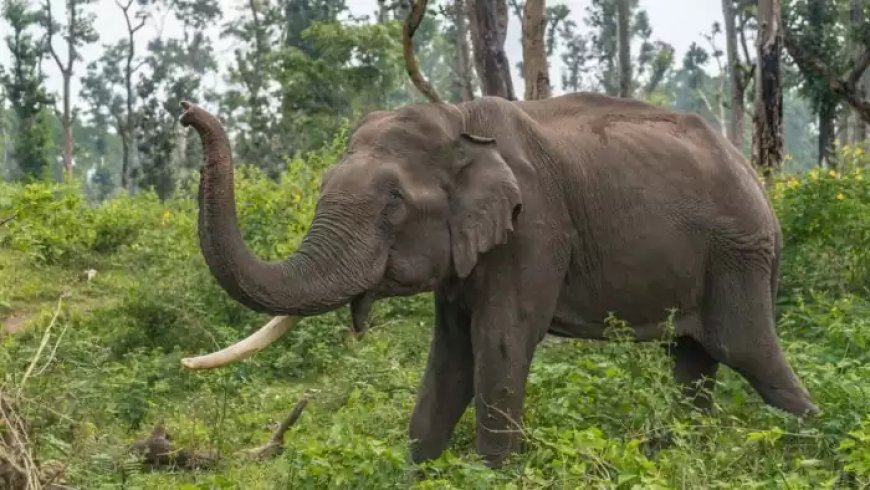 ഇടുക്കി കാട്ടാന ശല്യം; വനംവകുപ്പ് വിളിച്ച ഉന്നതതല യോഗം ഇന്ന്