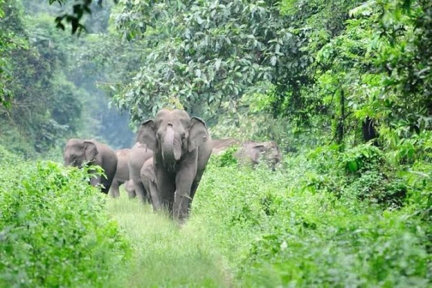 ധോണിയിൽ വീണ്ടും കാട്ടാനക്കൂട്ടമിറങ്ങി; ഫോൺ എടുക്കാതെ വനം വകുപ്പ്