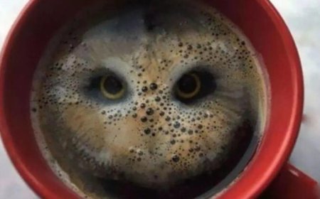 Optical Illusion Personality Test: What You See First Can Reveal If You Are Preceptive Or Pragmatic