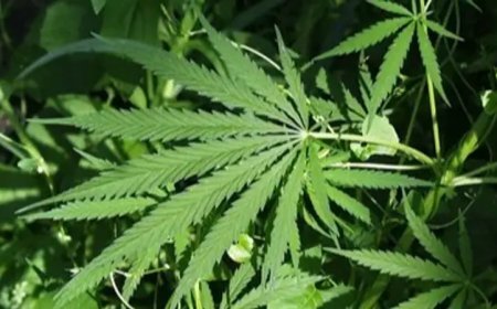 Cannabis Cultivation To Become Legal In Himachal As State Assembly Passes Resolution