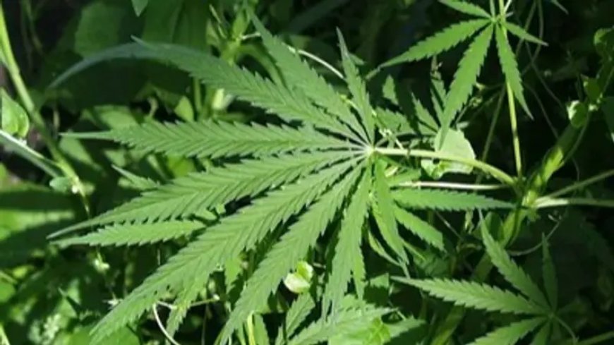 Cannabis Cultivation To Become Legal In Himachal As State Assembly Passes Resolution